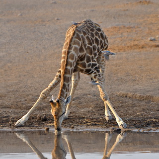 Etosha - Chudop - Giraf